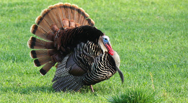 Report your local turkey hatch to AGFC - Vimarsana News