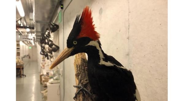 wireready_07-08-2022-09-30-03_00281_ivorybilledwoodpecker