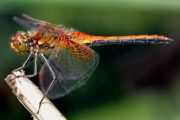 wireready_08-02-2022-12-18-03_00004_dragonfly