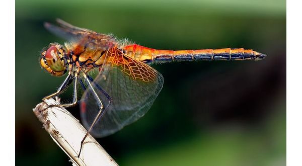 wireready_08-02-2022-12-18-03_00004_dragonfly