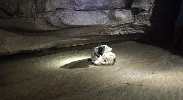 wireready_08-15-2022-19-36-02_00026_dogincave