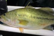 wireready_09-08-2022-10-20-03_00020_blackbass