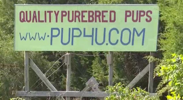 Missouri attorney general files criminal contempt motion against area dog breeder - Vimarsana News