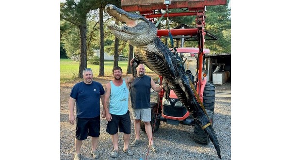 Arkansas hunters take 157 alligators during 2022 season - Vimarsana News