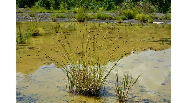 Rare new plant species found in Sharp County - Vimarsana News