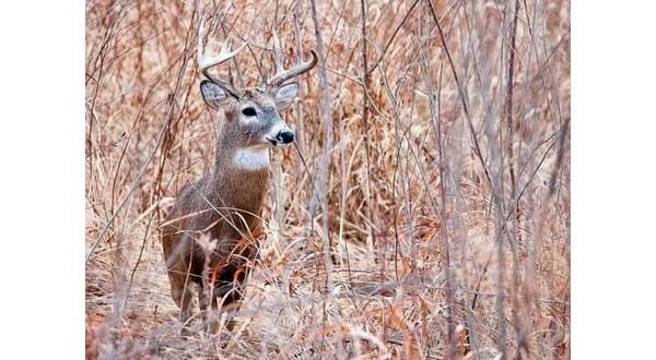 wireready_10-23-2022-11-30-10_00034_deer2
