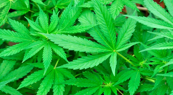 Voters approve recreational marijuana in Missouri, Maryland - Vimarsana News