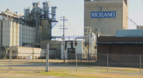 wireready_11-10-2022-20-36-03_00226_ricelandplant