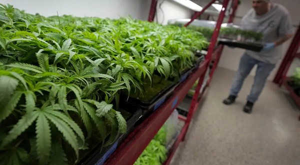 Marijuana now legal in Missouri, but can't be bought yet - Vimarsana News