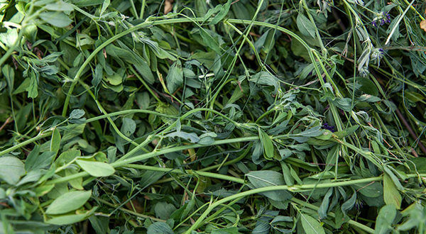 wireready_12-27-2022-16-24-03_00005_alfalfa