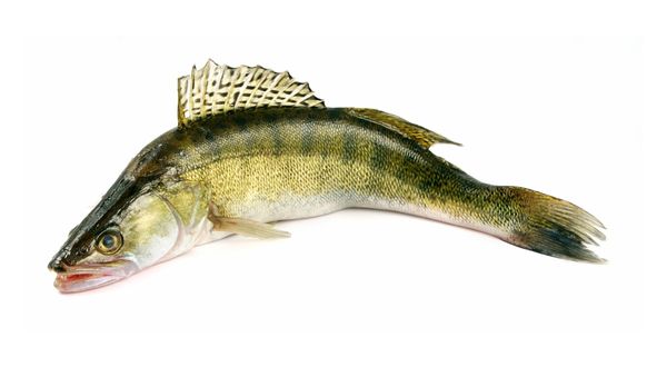 Fish consumption advisory issued for walleye in Bull Shoals and Norfork lakes - Vimarsana News