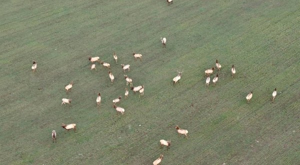 Aerial surveys show slight increase in Arkansas elk population - Vimarsana News