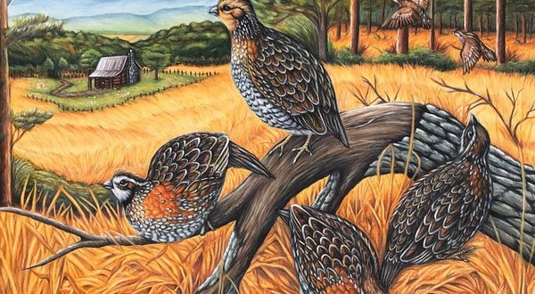 Deadline extended for Arkansas Wildlife Federation student art contest - Vimarsana News