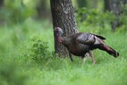 wireready_04-08-2023-11-30-04_00057_wildturkey2