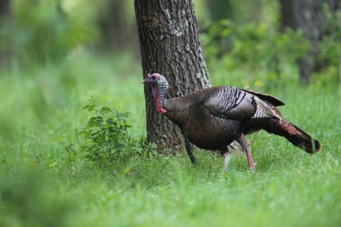 wireready_04-08-2023-11-30-04_00057_wildturkey2