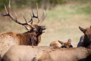 wireready_04-30-2023-11-20-03_00009_arkansaselk