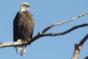 wireready_05-01-2023-10-10-27_00026_baldeagle