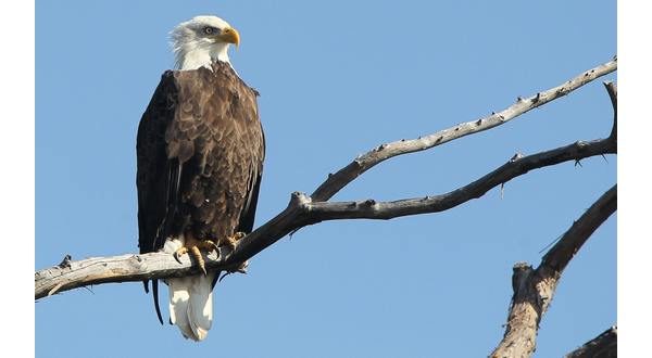 wireready_05-01-2023-10-10-27_00026_baldeagle