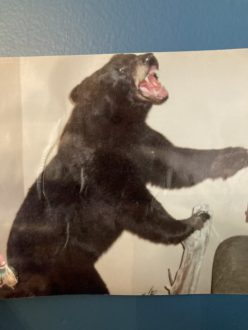 pictures of dolls and teddy bears