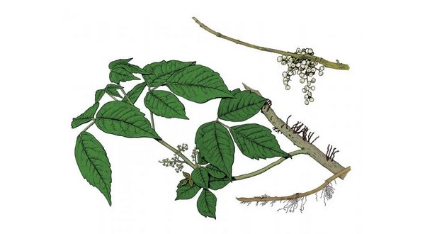Leaf Pillow Watch Out For Poison Ivy Printable Sign. Help Identify ...