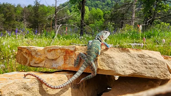 wireready_06-14-2023-10-00-05_00016_collared_lizard_for_release
