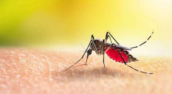 wireready_10-04-2023-21-24-06_00036_malaria