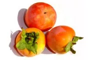 wireready_10-15-2023-12-02-03_00029_persimmons