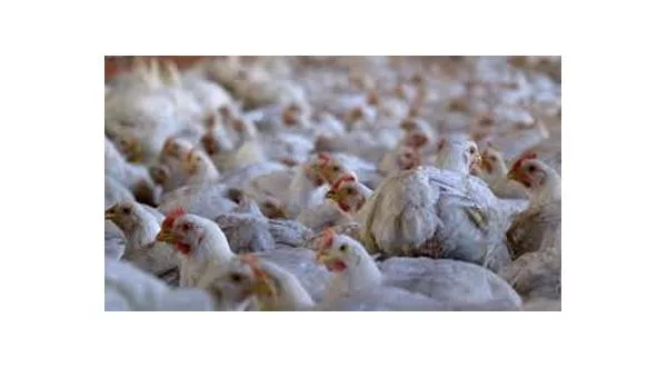 wireready_11-02-2023-17-22-05_00014_chickens