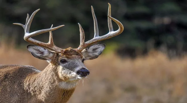 wireready_12-04-2023-11-14-04_00051_deer