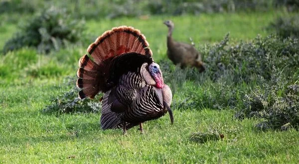 wireready_02-25-2024-12-54-11_00047_turkeyhunt