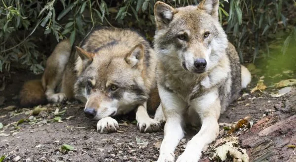 wireready_03-12-2024-18-24-05_00074_wolves
