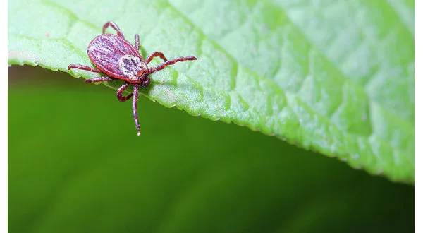 Tick season started early this year in Twin Lakes Area | KTLO