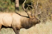 wireready_05-07-2024-09-30-04_00026_elk2