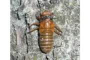 wireready_05-07-2024-09-36-04_00041_cicada