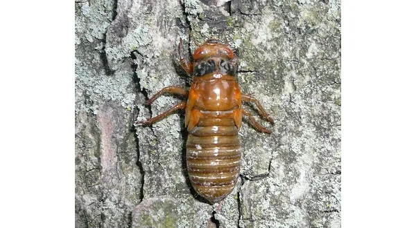 wireready_05-07-2024-09-36-04_00041_cicada