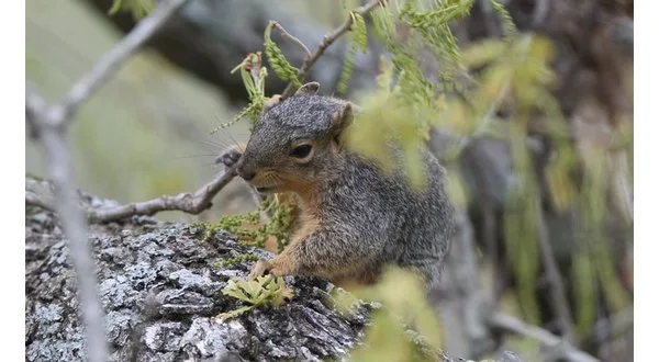 wireready_05-18-2024-11-24-18_00138_agfcsquirrel