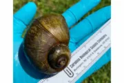 wireready_05-25-2024-11-18-02_00043_giantapplesnails