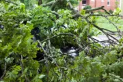 wireready_06-27-2024-10-38-04_00087_treedebris2