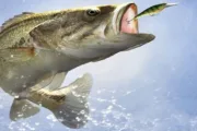 wireready_09-23-2024-10-30-08_00099_fishing