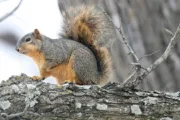 wireready_01-07-2025-11-08-03_00194_squirrelchallenge