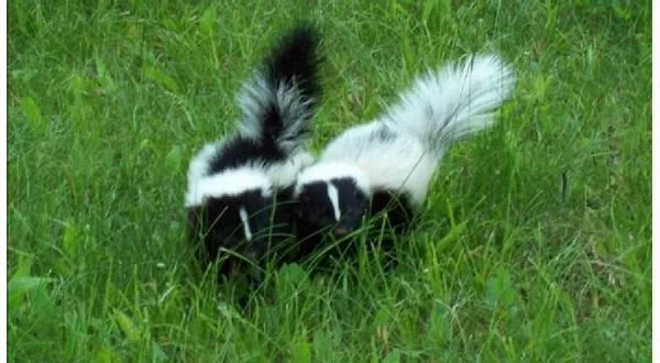 wireready_03-02-2025-11-54-08_00054_skunks