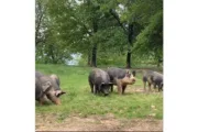 wireready_04-07-2025-13-32-03_00036_bansleypigs