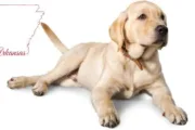 wireready_04-21-2025-20-46-04_00085_arkstatedog