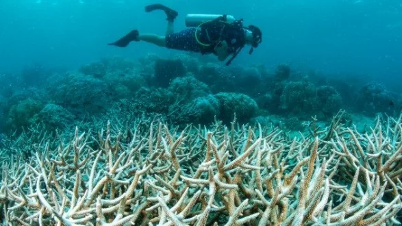 getty_42425_reefs592005