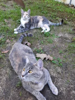 20241002_1438040-cats-12