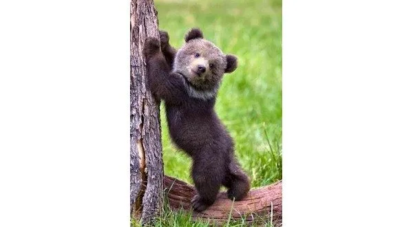 wireready_05-12-2025-20-56-04_00017_babybear