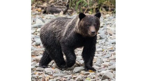 wireready_05-12-2025-21-36-04_00019_yearlingbear