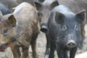 wireready_05-14-2025-16-36-03_00084_feralhogs