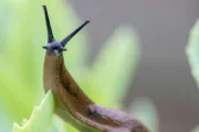 wireready_05-18-2025-10-10-04_00185_gardenslug