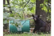 wireready_05-24-2025-11-02-04_00345_bearwithcan